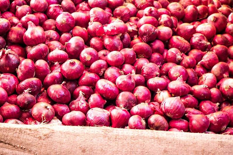 Organic fresh red onion, Packaging Size : 50-100 kg