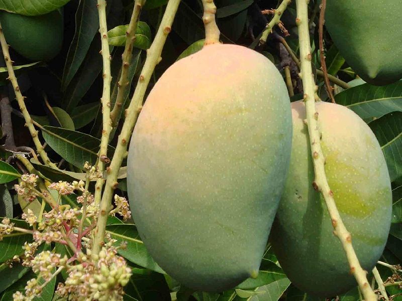 Organic kesar mango, Packaging Size : 50-100 kg