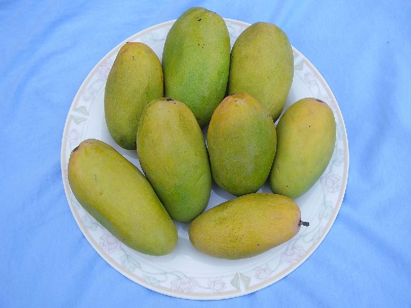 Langra Mango Buy Langra Mango for best price at INR 100INR 140 / Kilogram