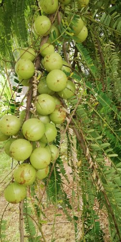 Fresh Amla