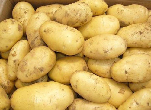 Fresh Organic Potatoes
