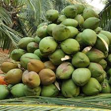 Hard Common Organic Green Coconut at Best Price in Palakkad - ID: 5351700