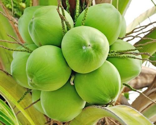 Export quality Hard Organic coconut, Color : Green