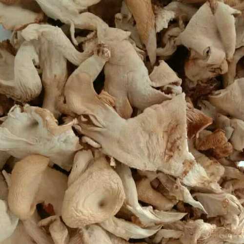 Natural Dried Oyster Mushroom, Shelf Life : 3 Months