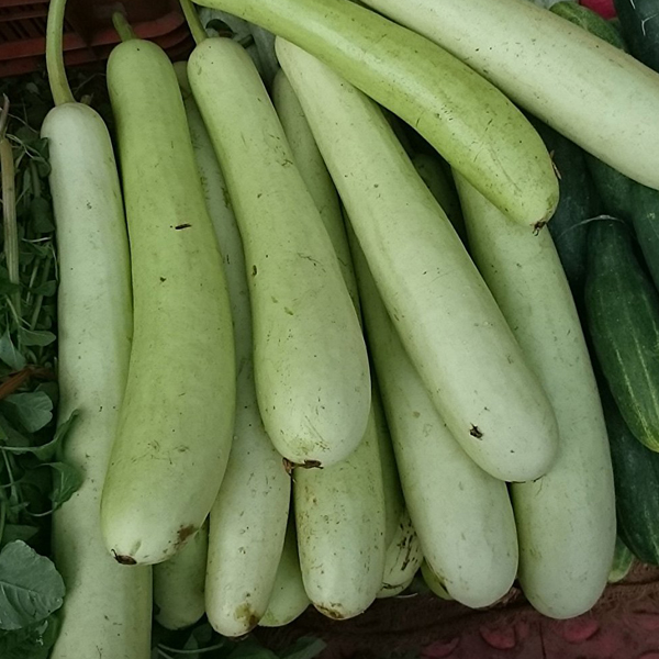 Fresh Bottle Gourd