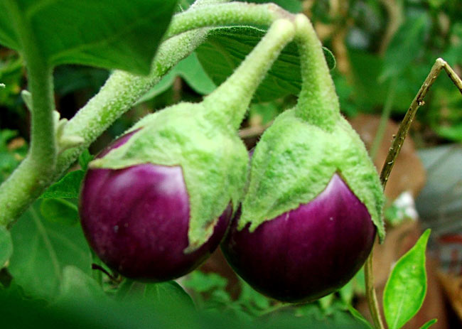 fresh brinjal