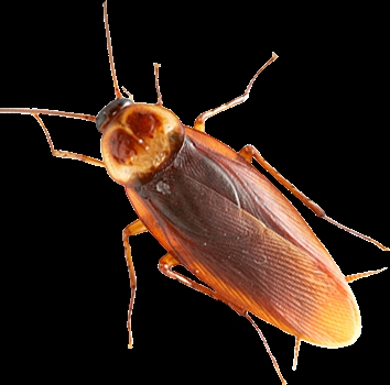 Services - Cockroach Control Services from SHAMLI Uttar ...