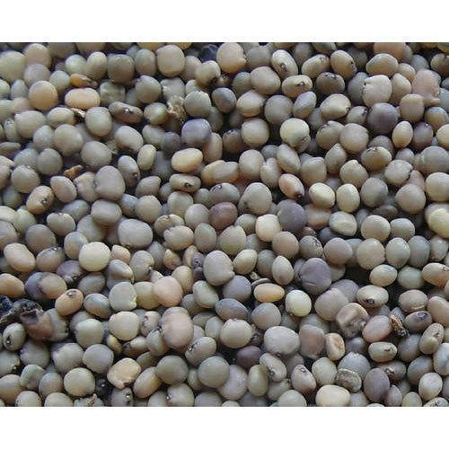 Cluster Bean Seeds, for Agriculture, Packaging Type : 10 kg, 20 kg