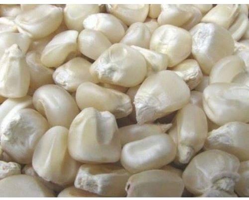 White Hybrid Maize Seeds