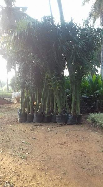 Royal bottle palm tree