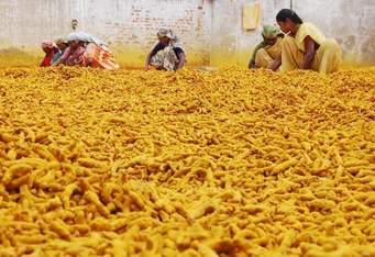 Raw Natural Turmeric Finger, Color : Yellow