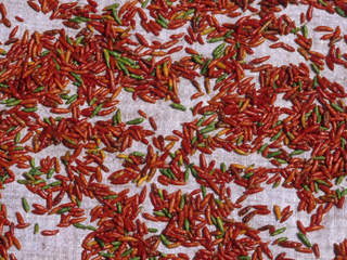 Common Organic Dried Red Chili, Length : 6 to 9 cm