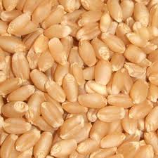 Wheat (Lokwan)  Wheat (Sharbati)  Wheat (Khapli)