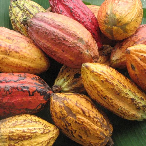 Forastero Cacao Beans Buy forastero cocoa beans for best price at USD ...