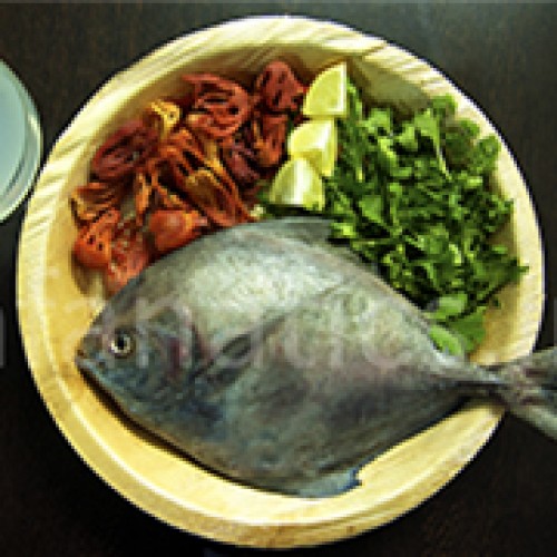 Fresh Black Pomfret Fish, for Human Consumption, Style : Preserved
