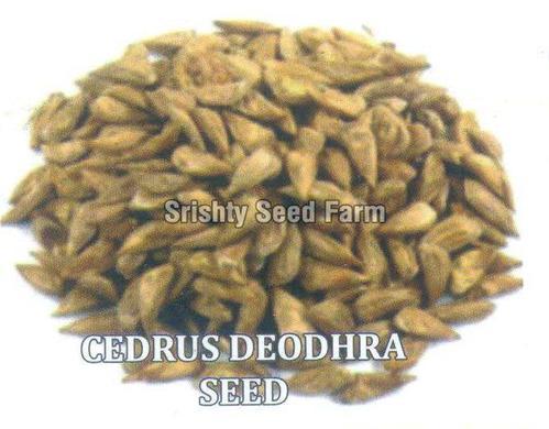 Cedrus Deodara Seeds