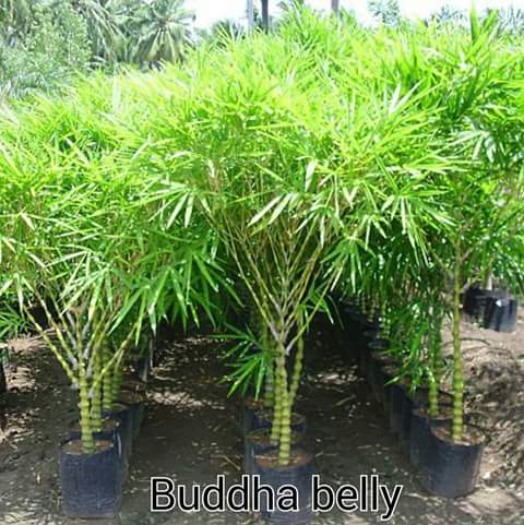 Buddha Belly Bamboo Plants, For Home Decoration, Length : 0-10ft, 10-20ft, 20-40ft