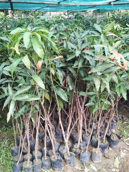 Mango Amrapali Grafted Plant\'s