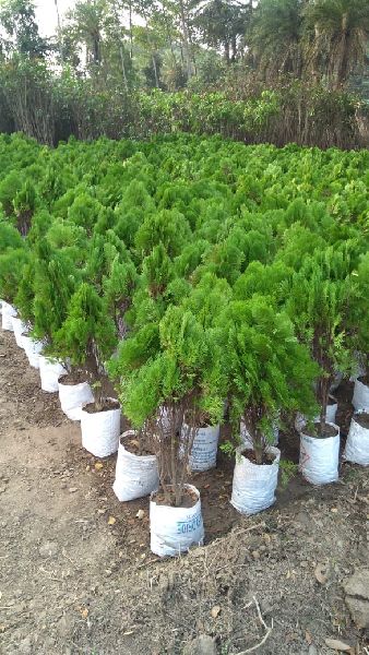 Oraganic Tuja Pine Plants, Feature : Fast Growth