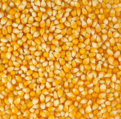 Common yellow corn, for Animal Feed, Human Food, Style : Fresh