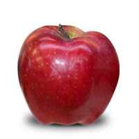 Red Chief Apple, Grade : A+