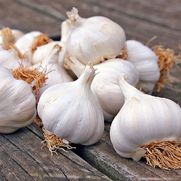 Fresh garlic, Color : White