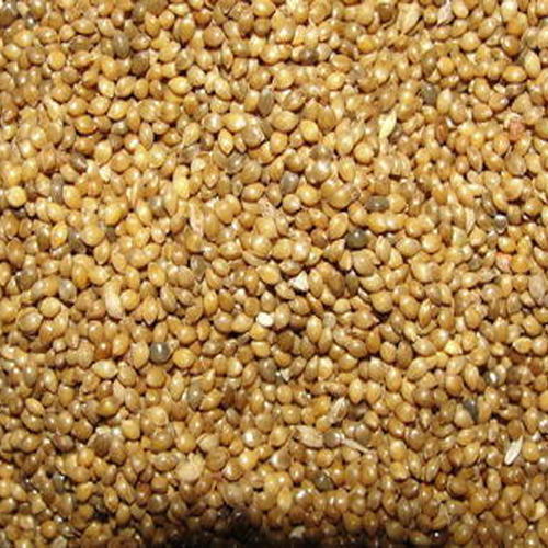 Pearl Millet Seeds