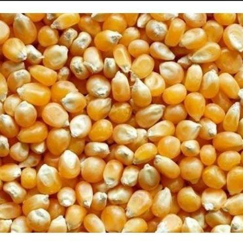 Organic Corn Seeds yellow maize, for Bio-fuel Application