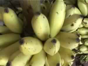 Organic fresh banana, Feature : Healthy Nutritious, High Value