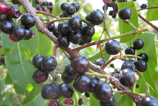 Black Plum