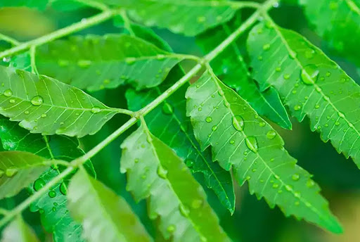 Neem Leaves, for Clinical, Personal, Form : Leaf