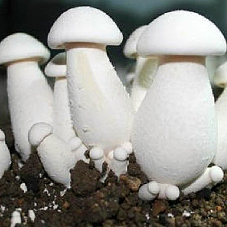 Milky White Mushroom, for Cooking, Style : Fresh