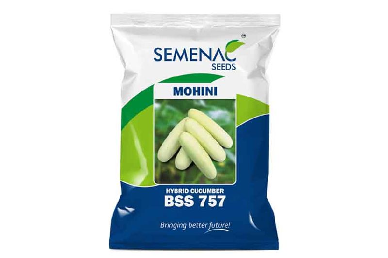 BSS 645 Hybrid Cucumber Seeds