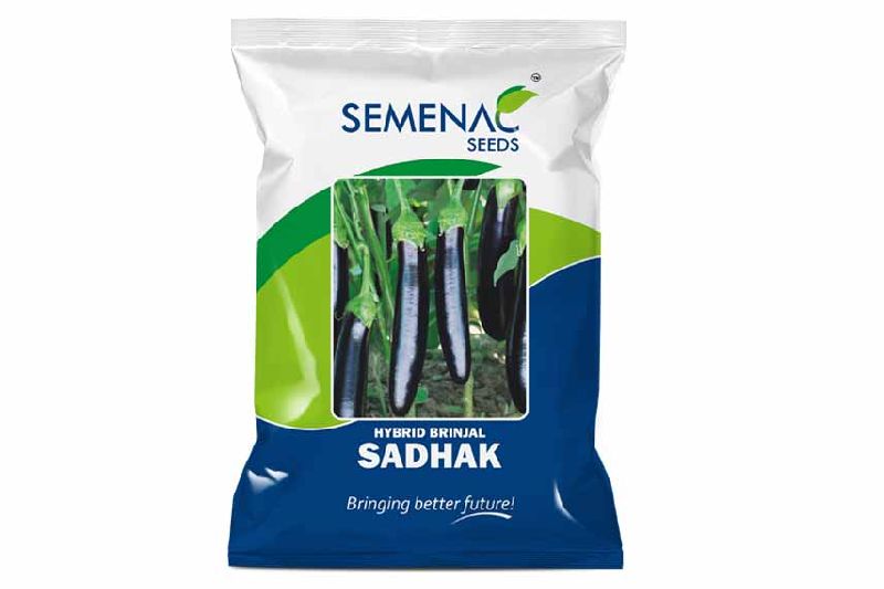 Hybrid Brinjal Sadhak Seeds