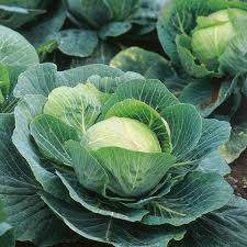 Organic Fresh Cabbage, Shape : Round