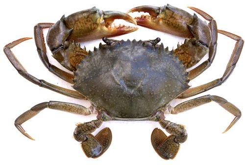 Live Crabs, for Human Consumption, Packaging Type : Vaccum Packed