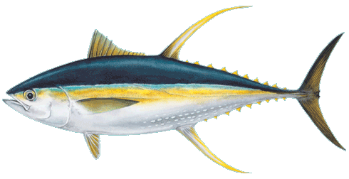 Yellowfin Tuna, Feature : Good For Health, Good Protein