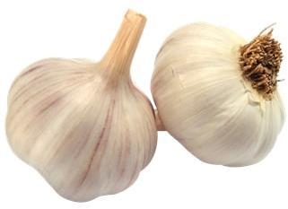 Organic fresh garlic, for Cooking, Fast Food, Snacks, Packaging Type : Gunny Bags