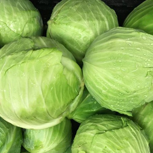 fresh cabbage