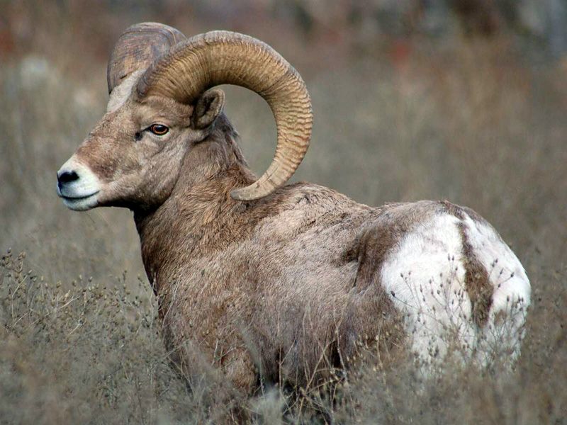 Live Rams Sheep, Gender : Male