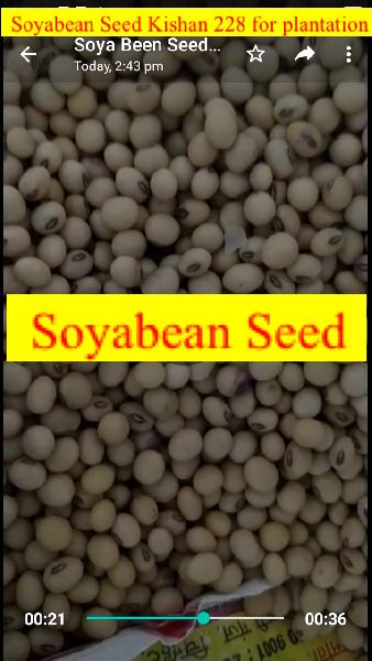 kishan 228 soya bean seed for plantation