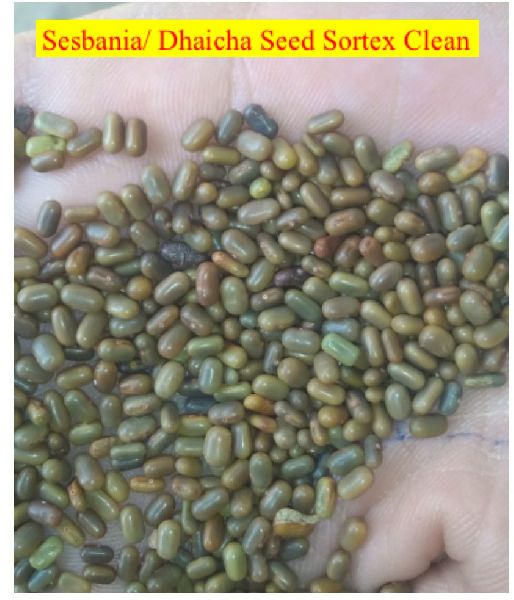 Sesbania/ Dhaicha Seed Sortex Clean