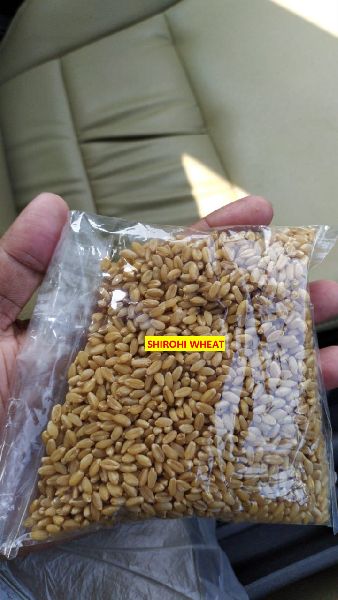 Sirohi wheat natural