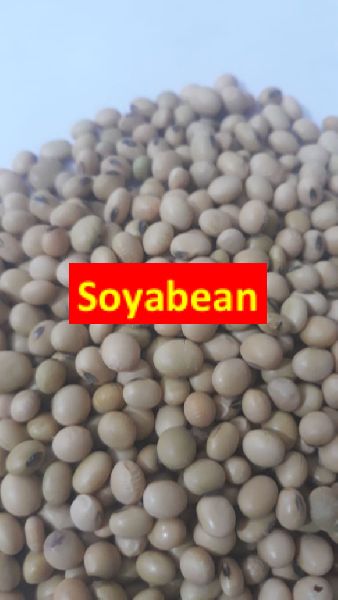 soyabean seed maus162