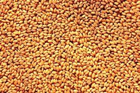 Wheat Tukdi (4037/4082) Milling Quality best for chapati