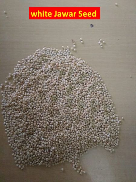 White Jawar Seed