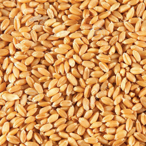 Common Wheat Seeds, for Flour, Food, Purity : 98%