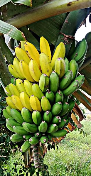 hill banana by Sss fruits, hill banana, INR 10 / Piece ( Approx ) from ...