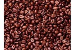 Cocoa Beans, Condition : Dried