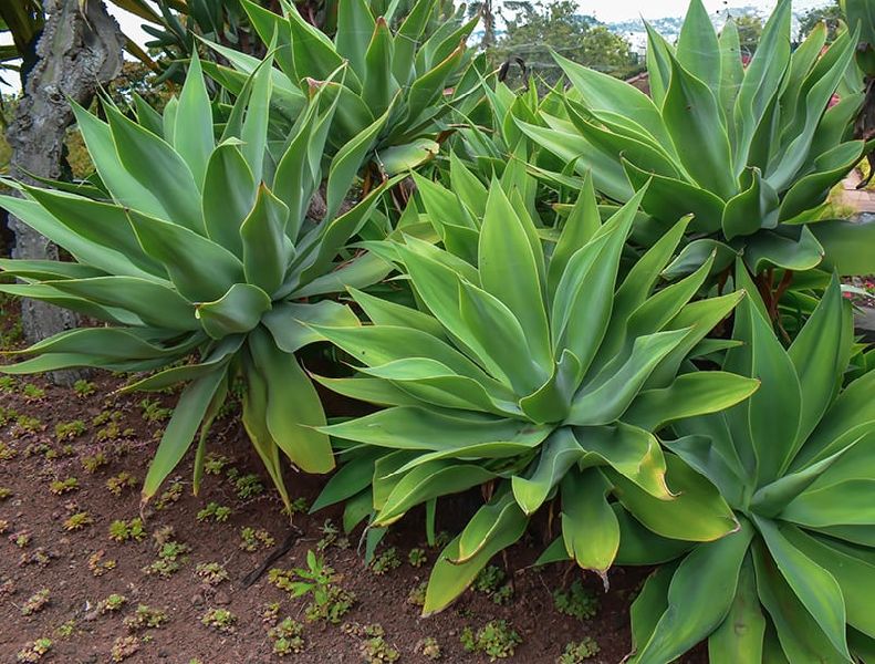 Green Agave Attenuata Plant, Packaging Type : Plastic Bag